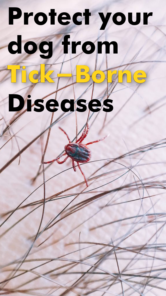 Protect your dog from Tick-Borne Disease